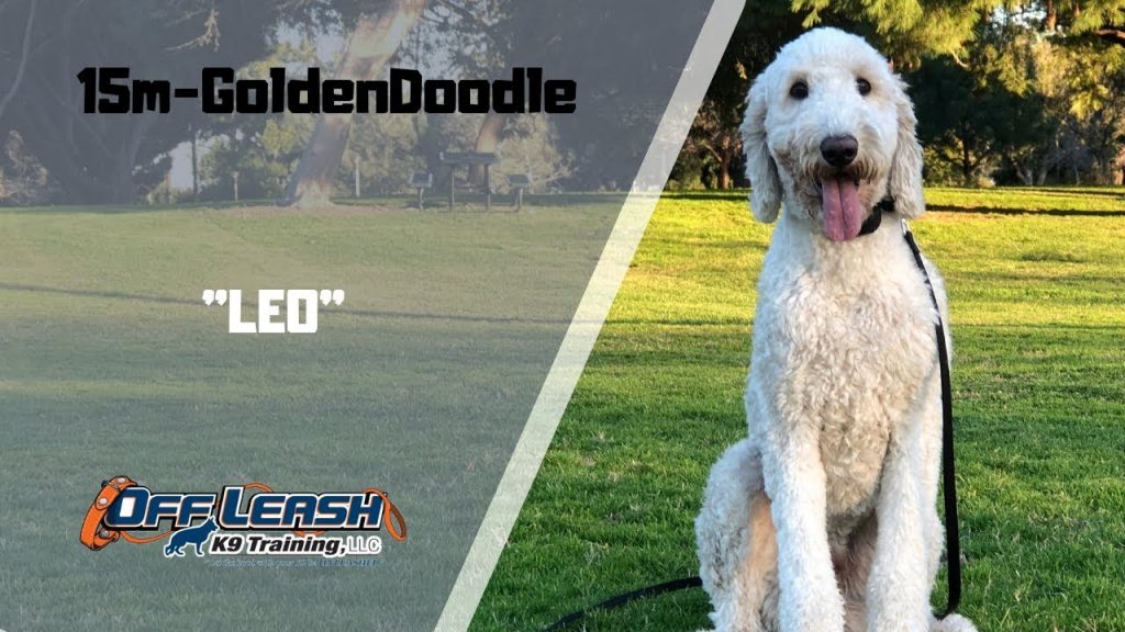 Off Leash K9 Training of Sacramento Dog Obedience Training & Behavior