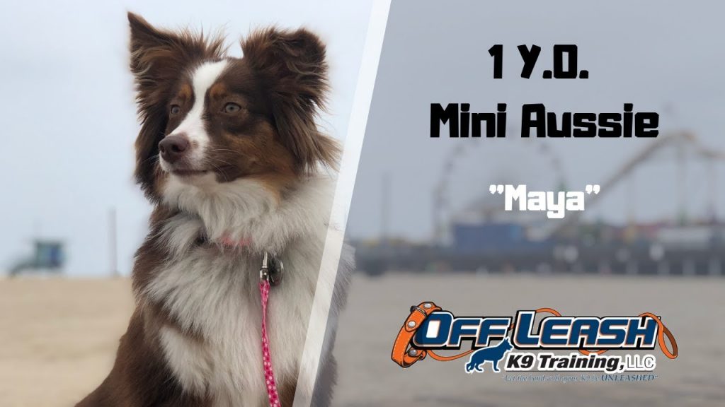 Off Leash K9 Training of Sacramento Dog Obedience Training & Behavior