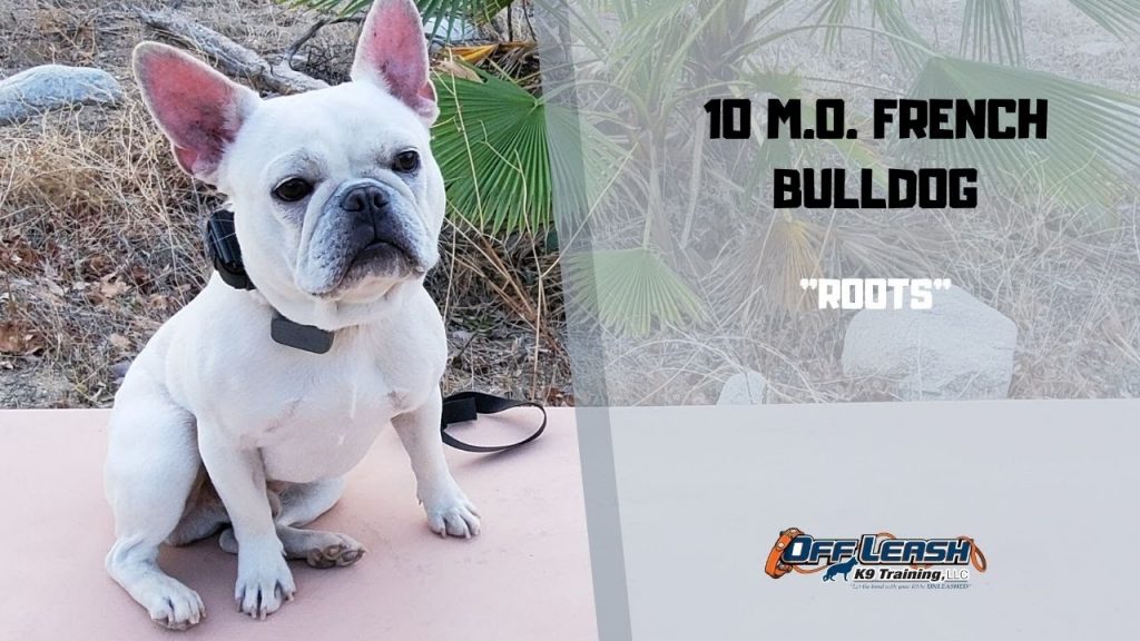 Off Leash K9 Training of Sacramento Dog Obedience Training & Behavior