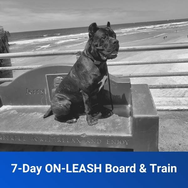 off leash board and train