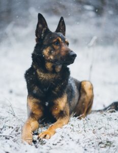 German Sheperd